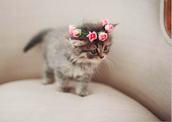 pet diy flower crown