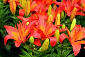 Summer Flower Bouquets - Gloriosa and Oriental lilies